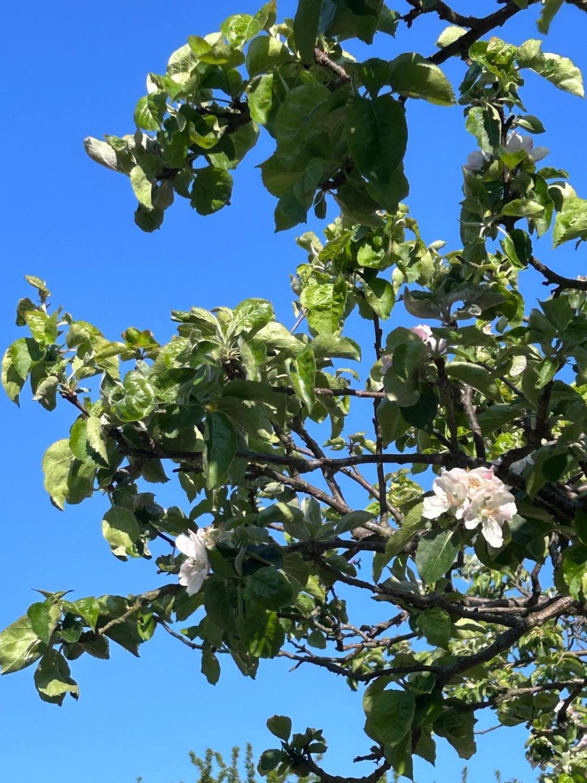 체스트필드 The Apple Tree 아파트 외부 사진
